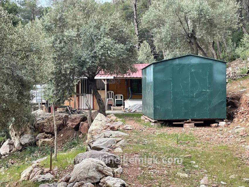 Feld Zu verkaufen in Ekincik Bz. Köyceğiz - Olive-Zonierung - 7.000 m²