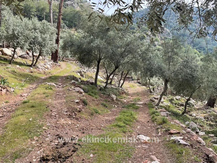 Feld Zu verkaufen in Ekincik Bz. Köyceğiz - Olive-Zonierung - 7.000 m²