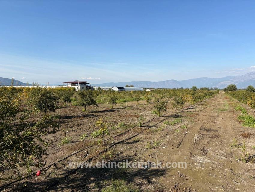 21500 M² Großer Granatapfelgarten In Eskiköy Zu Verkaufen