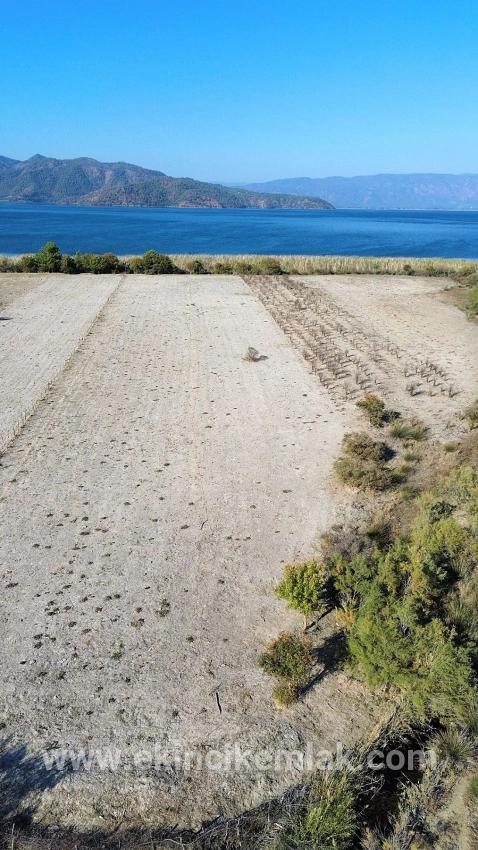 Feld Zu verkaufen in Sultaniye Bz. Köyceğiz - Feld-Zonierung - 3.210 m²