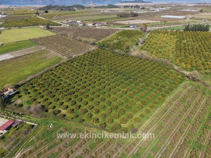 17.550 M2 Weinberg-bahce Zum Verkauf In Der Nähe Des Dalyan Centers