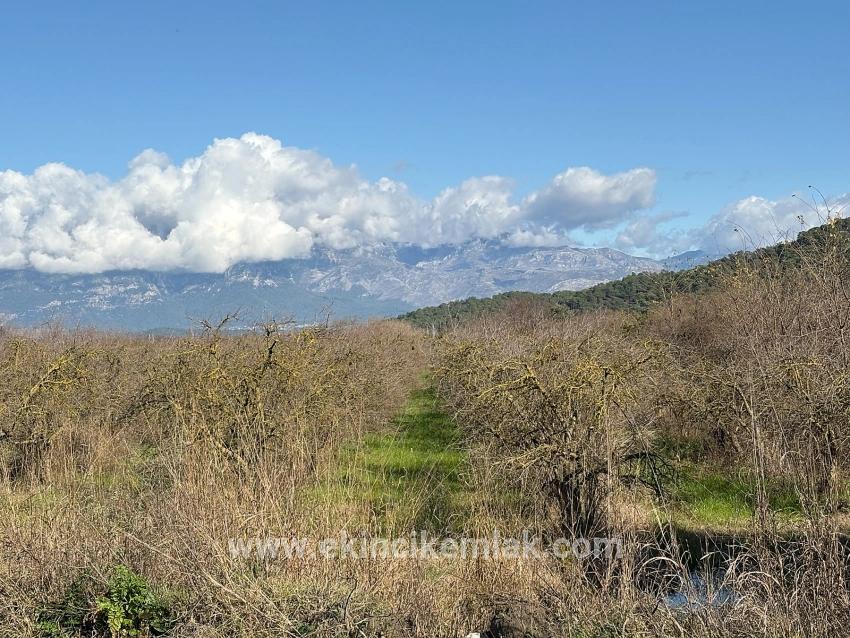 Feld Zu verkaufen in Tepearası Bz. Ortaca - Weinberg & garten-Zonierung - 23.000 m²