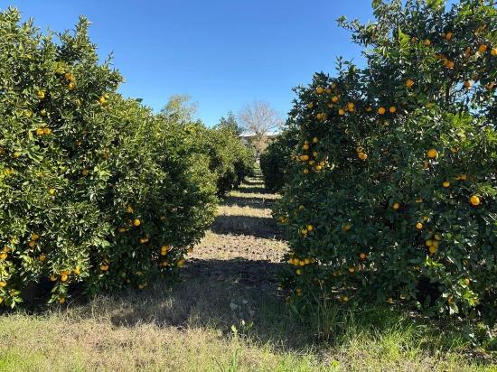 Grundstück Zum Verkauf In Ekşiliyurt, Mit Baugenehmigung, Innerhalb Einer Bebauten Fläche Von 1085 M².