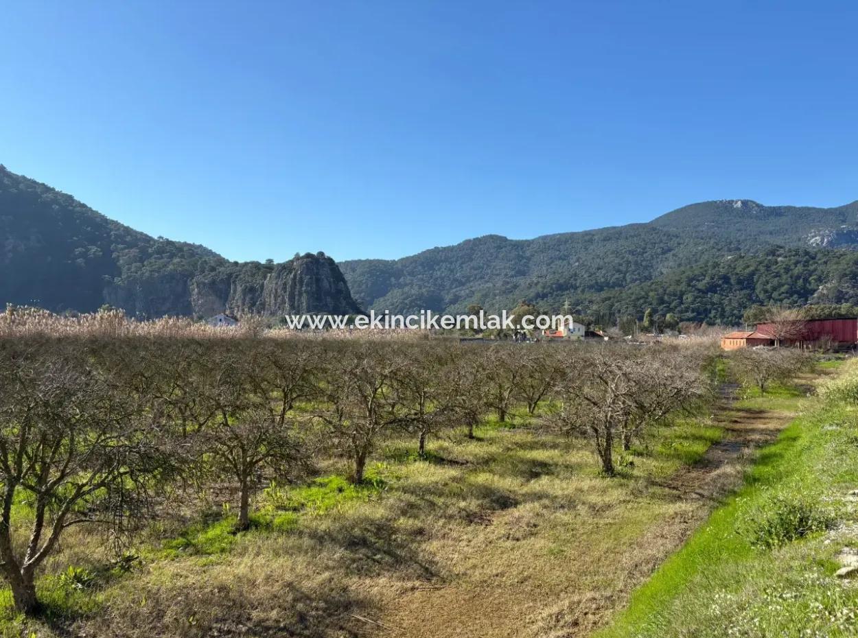 5985M2 5% Zoniertes Land Zum Verkauf In Dalyan Als Weinberggarten