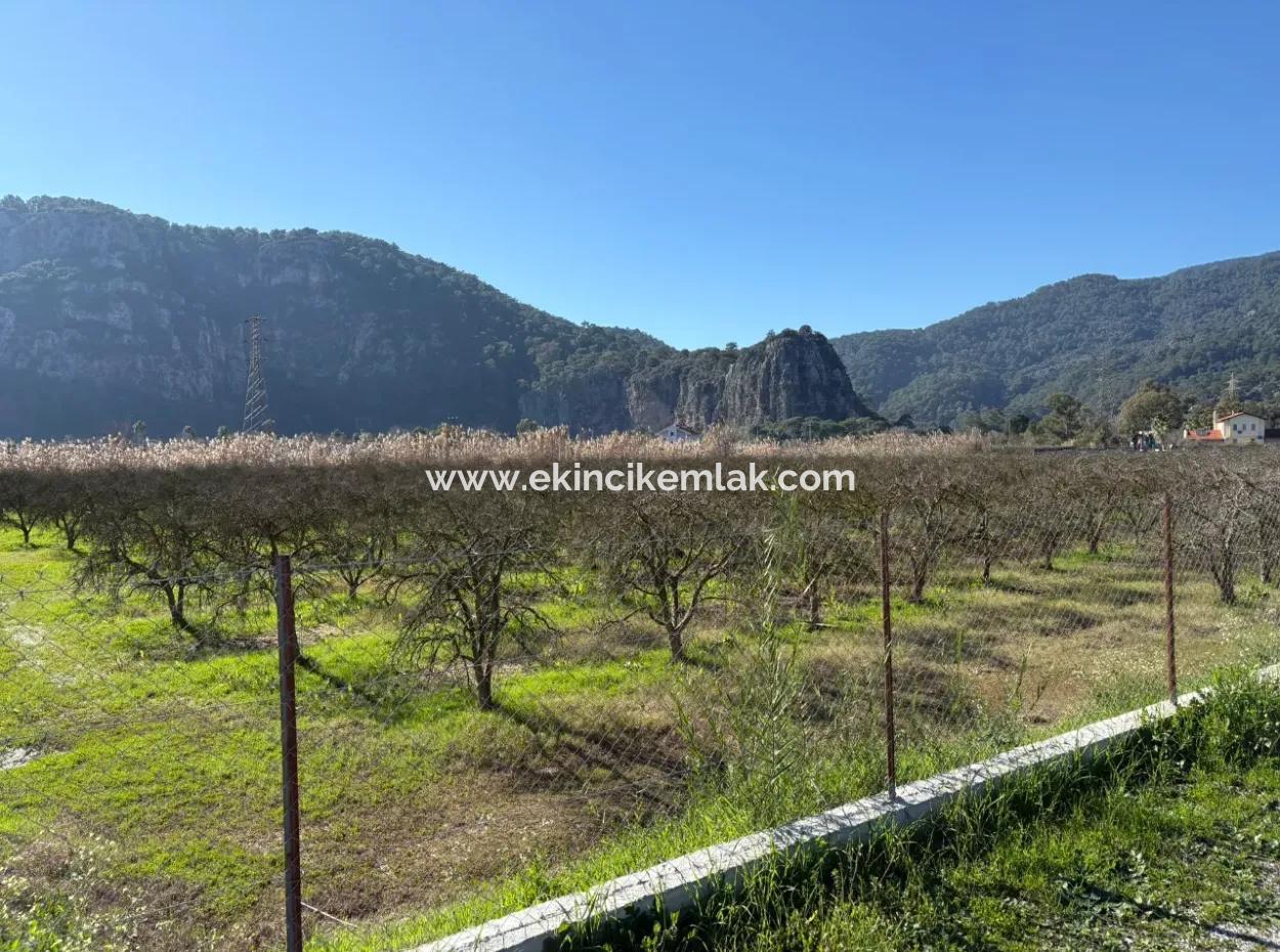 5985M2 5% Zoniertes Land Zum Verkauf In Dalyan Als Weinberggarten