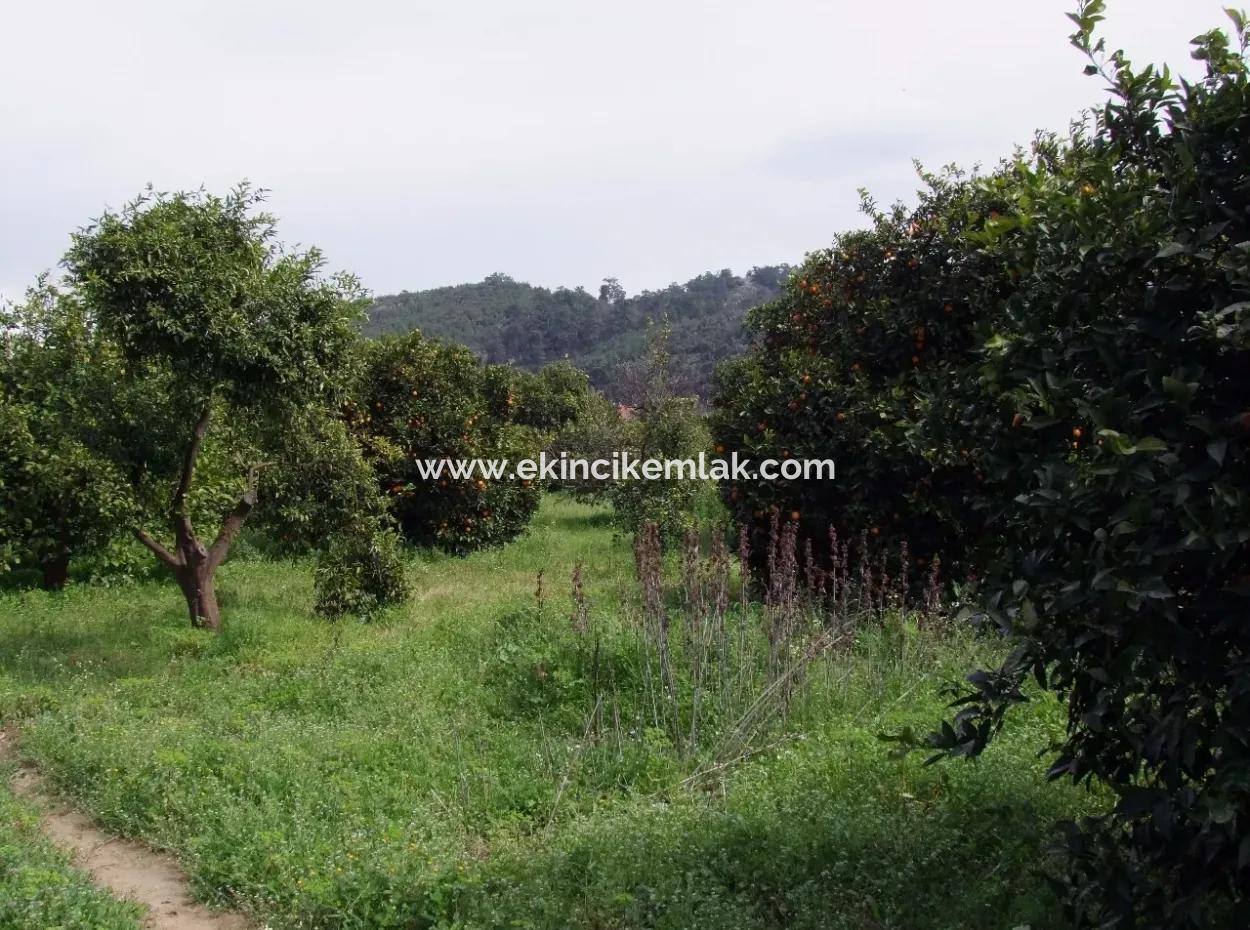 Bad Für Verkauf In Orange Grove 24,000M2 Zum Verkauf In Der Nähe Von Dem Meer Garten Zum Verkauf Schnäppchen