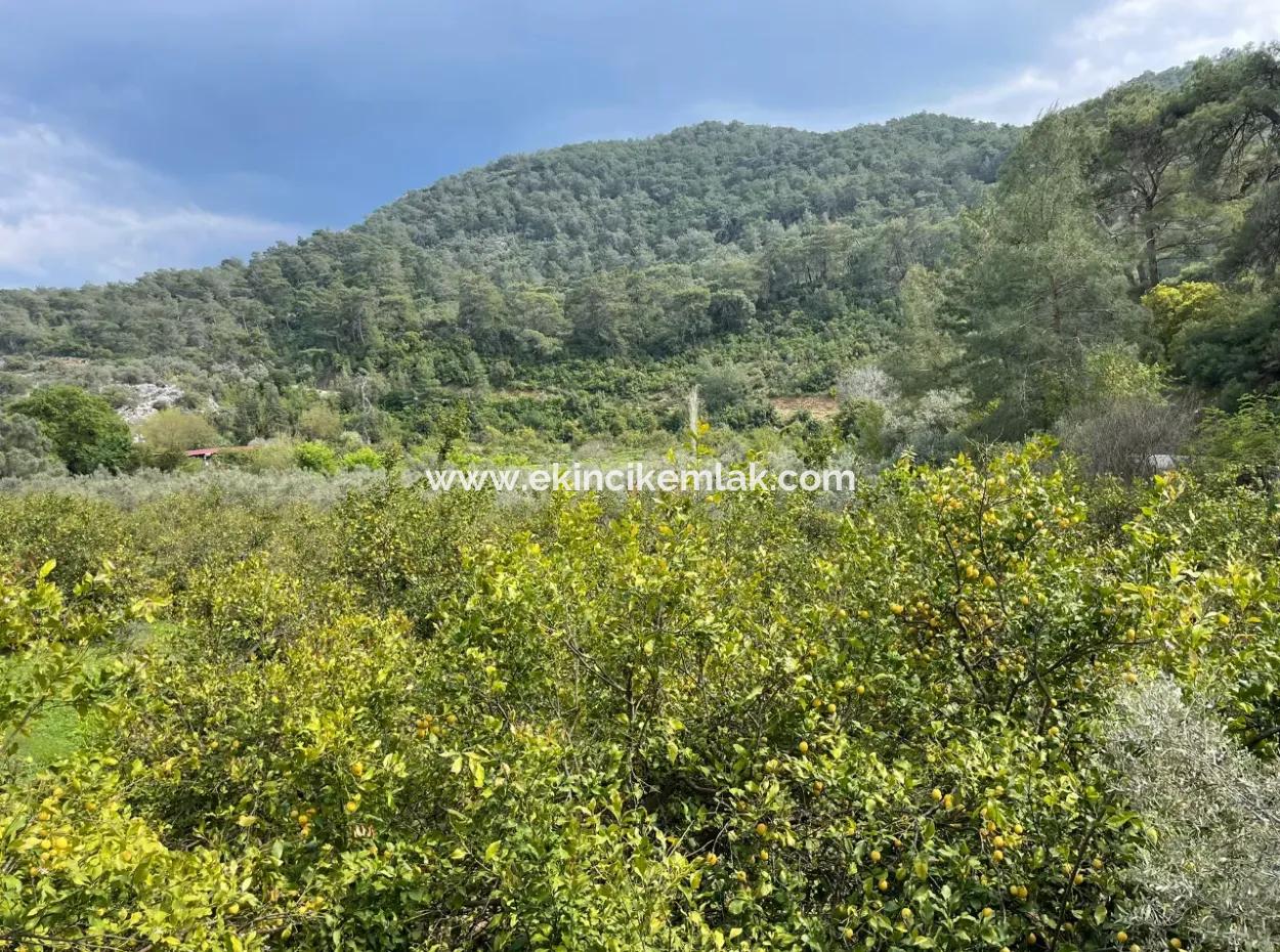 5000M2 Feld Zum Verkauf Am Anfang Der Straße In Çandır