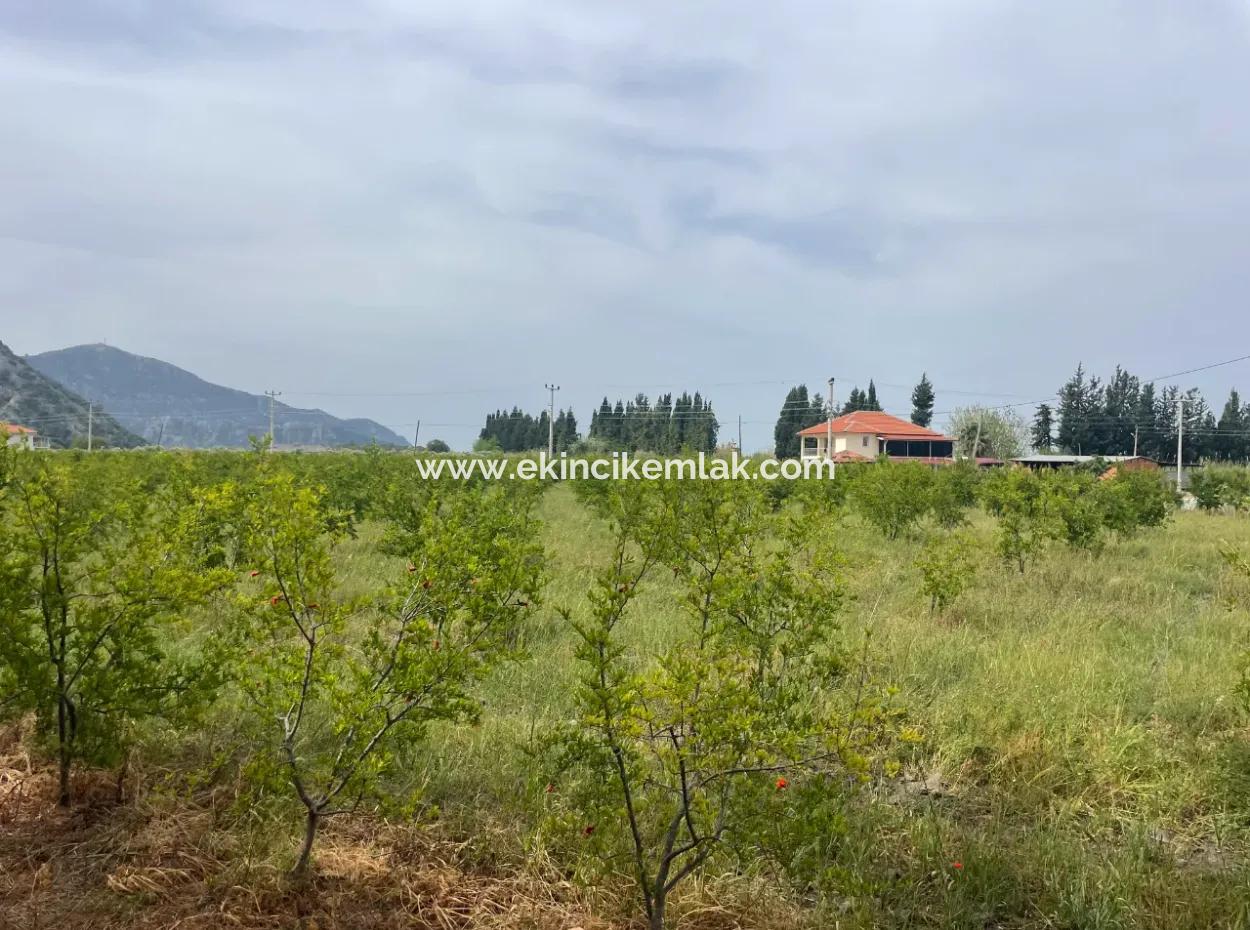 Feld Zu Verkaufen 6500M2 In Dalyan