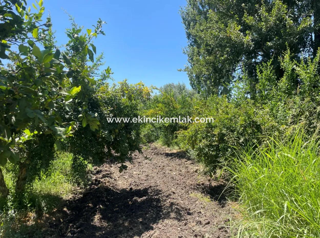 Straßenneuer 6820M2 Granatapfel- Und Zitronengarten Steht In Tepearası Zum Verkauf