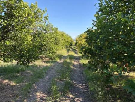 6150M2 Zitronen- Und Granatapfelgarten Zum Verkauf In Eskiköy