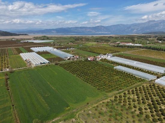 16.000 M² Großer Granatapfelgarten In Eskiköy Zu Verkaufen