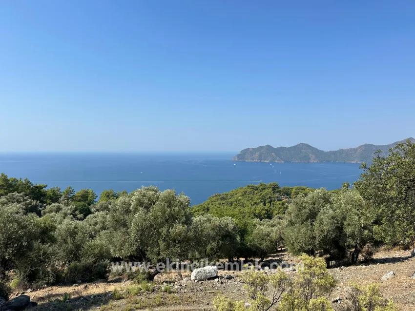 Field For sale in Çandır Nbh. Köyceğiz - Field Zoned - 21.000 m²
