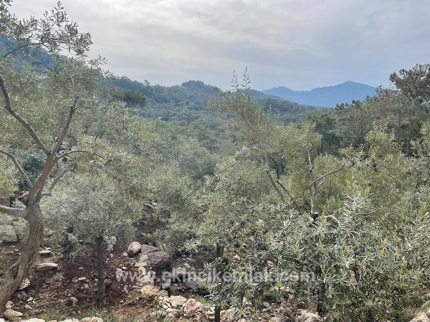 Field For sale in Ekincik Nbh. Köyceğiz - Olive Zoned - 7.000 m²