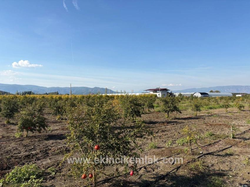 21500m2 Pomegranate Garden For Sale In Eskiköy