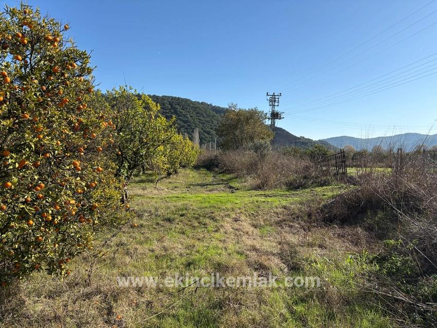 Field For sale in Tepearası Nbh. Ortaca - Vineyards & orchards Zoned - 23.000 m²