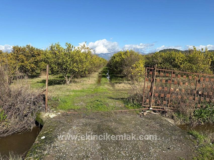 Field For sale in Tepearası Nbh. Ortaca - Vineyards & orchards Zoned - 23.000 m²