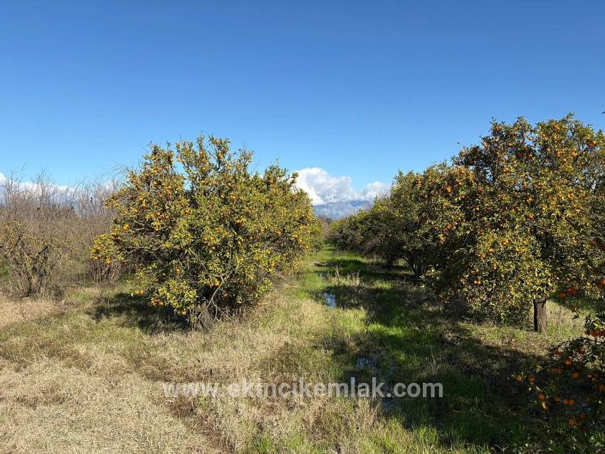 Field For sale in Tepearası Nbh. Ortaca - Vineyards & orchards Zoned - 23.000 m²