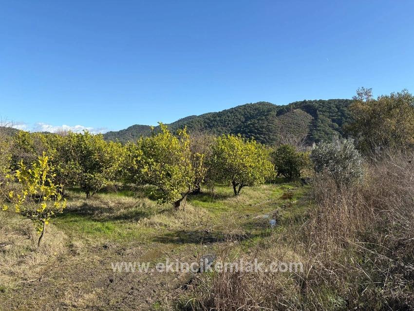 Field For sale in Tepearası Nbh. Ortaca - Vineyards & orchards Zoned - 23.000 m²