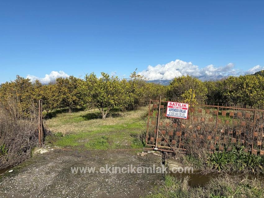 Field For sale in Tepearası Nbh. Ortaca - Vineyards & orchards Zoned - 23.000 m²