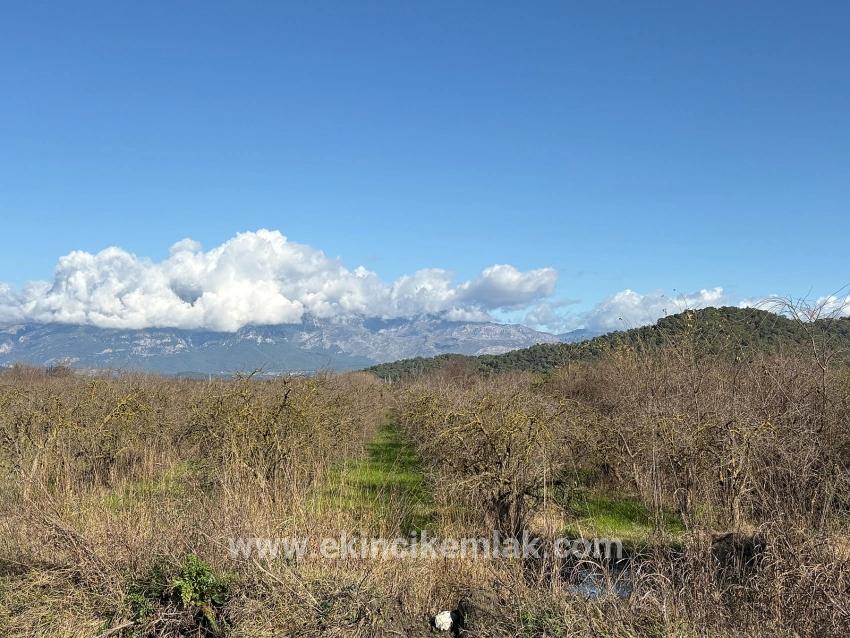 Field For sale in Tepearası Nbh. Ortaca - Vineyards & orchards Zoned - 23.000 m²