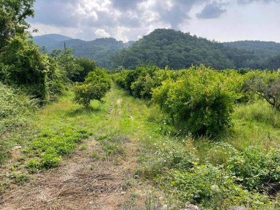 7800m2 Land For Sale In Gökbel, Next To Iztuzu Beach Road