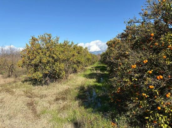 23,000 M² Detached Land For Sale In Tepearası.