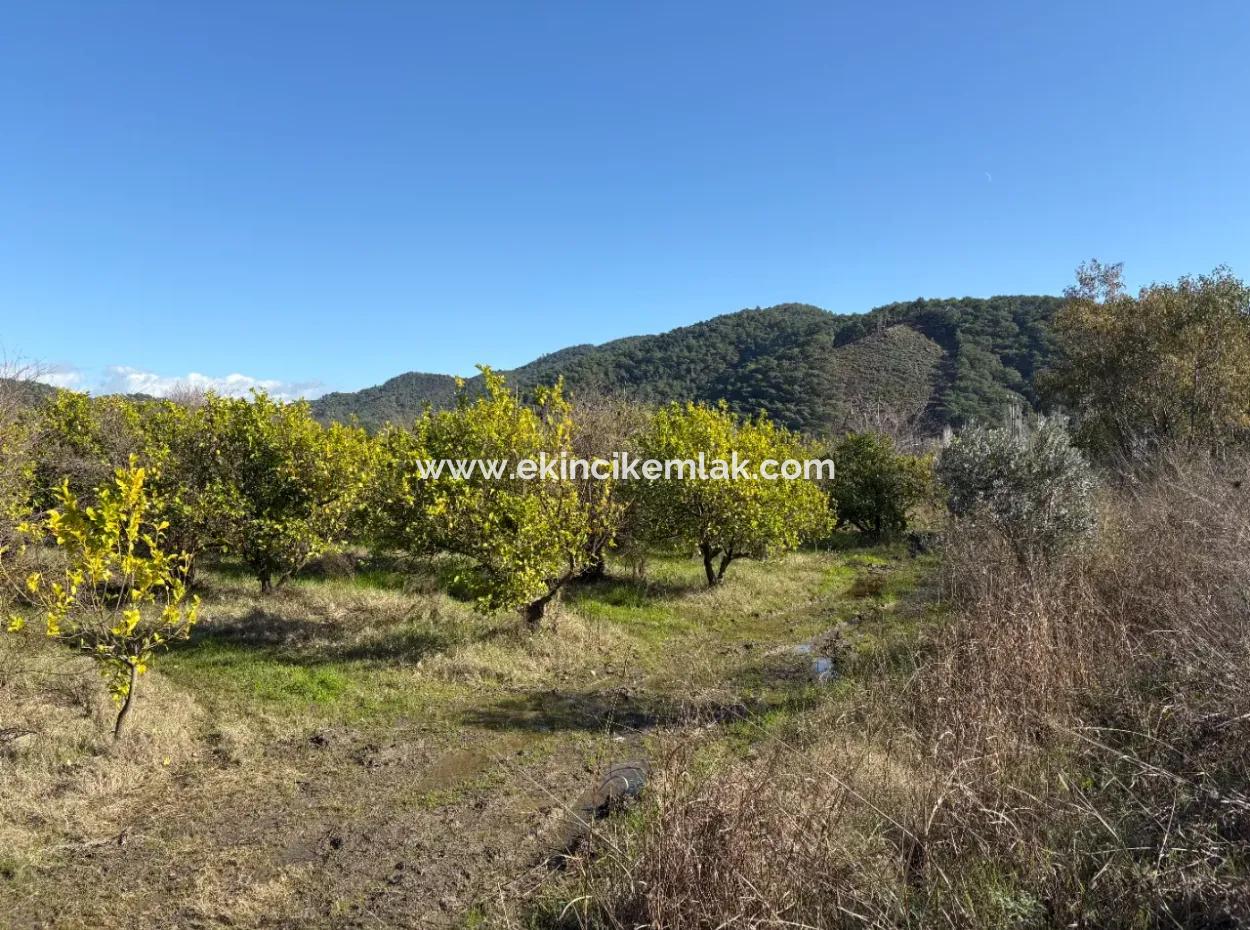 23,000M2 Detached Field Garden For Sale In Tepearasin,