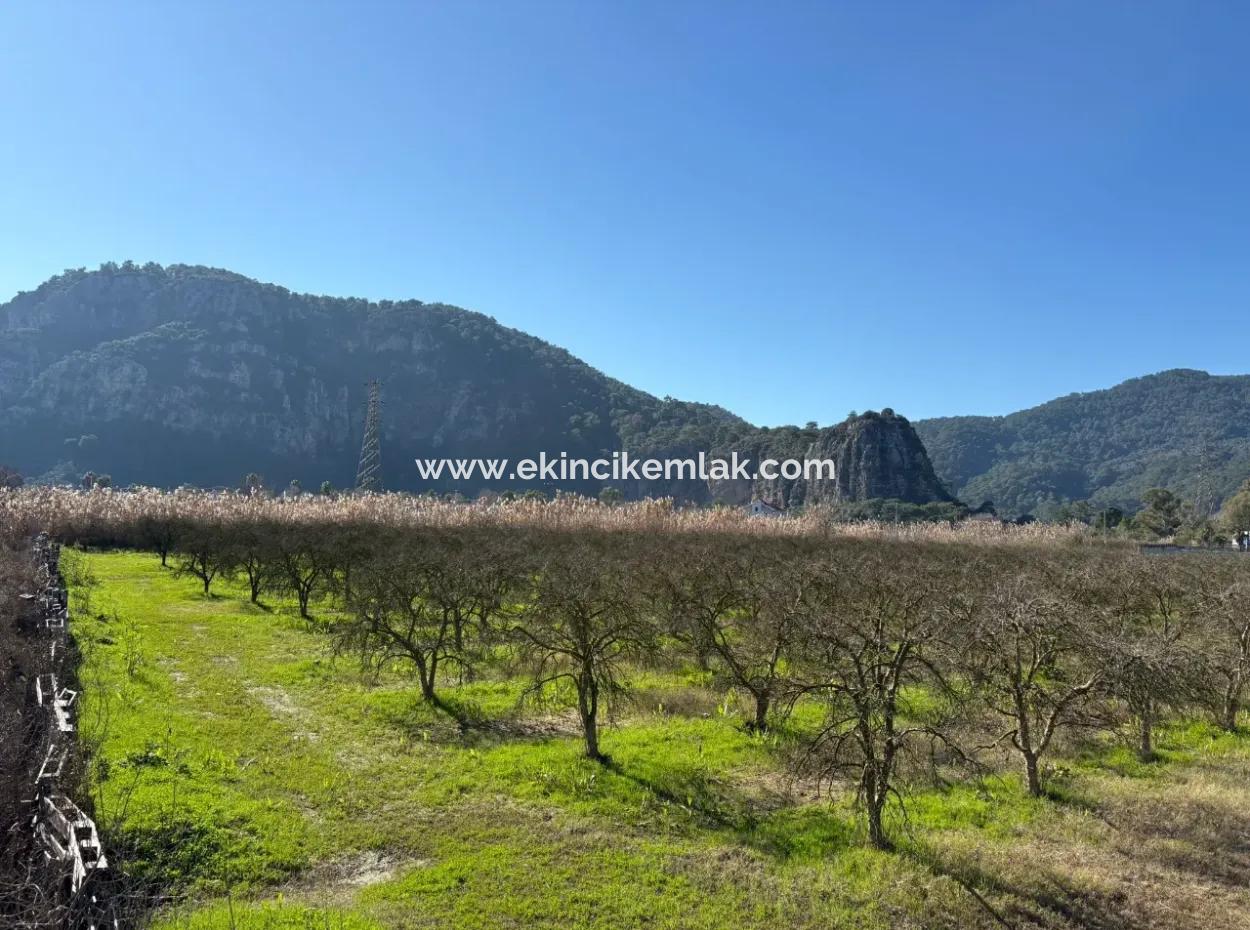 5985M2 5% Zoned Land For Sale In Dalyan As Vineyard Garden