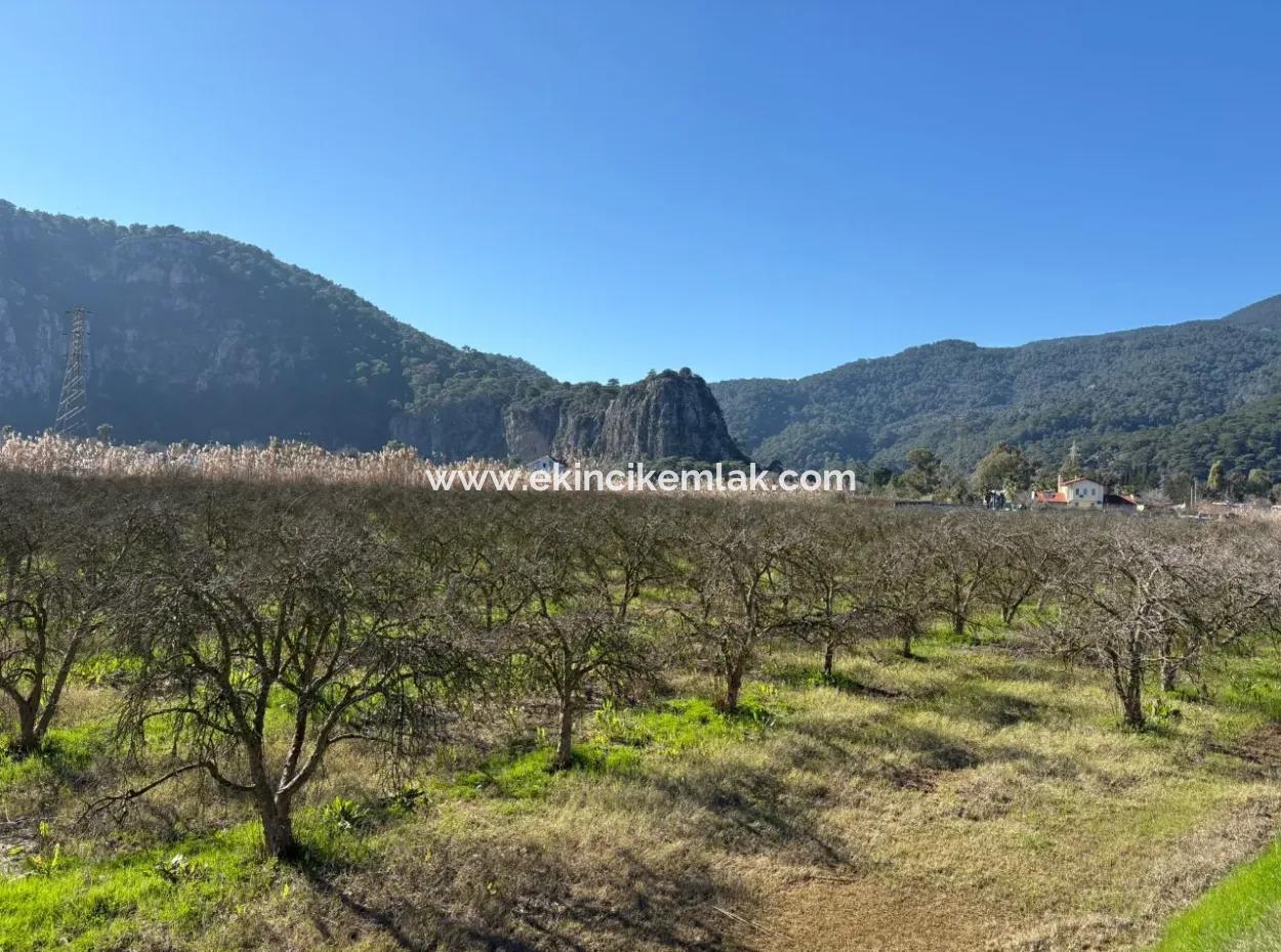 5985M2 5% Zoned Land For Sale In Dalyan As Vineyard Garden
