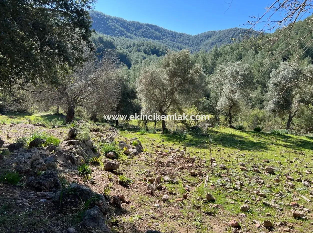 Land For Sale In Nature And Forest In Gökbel