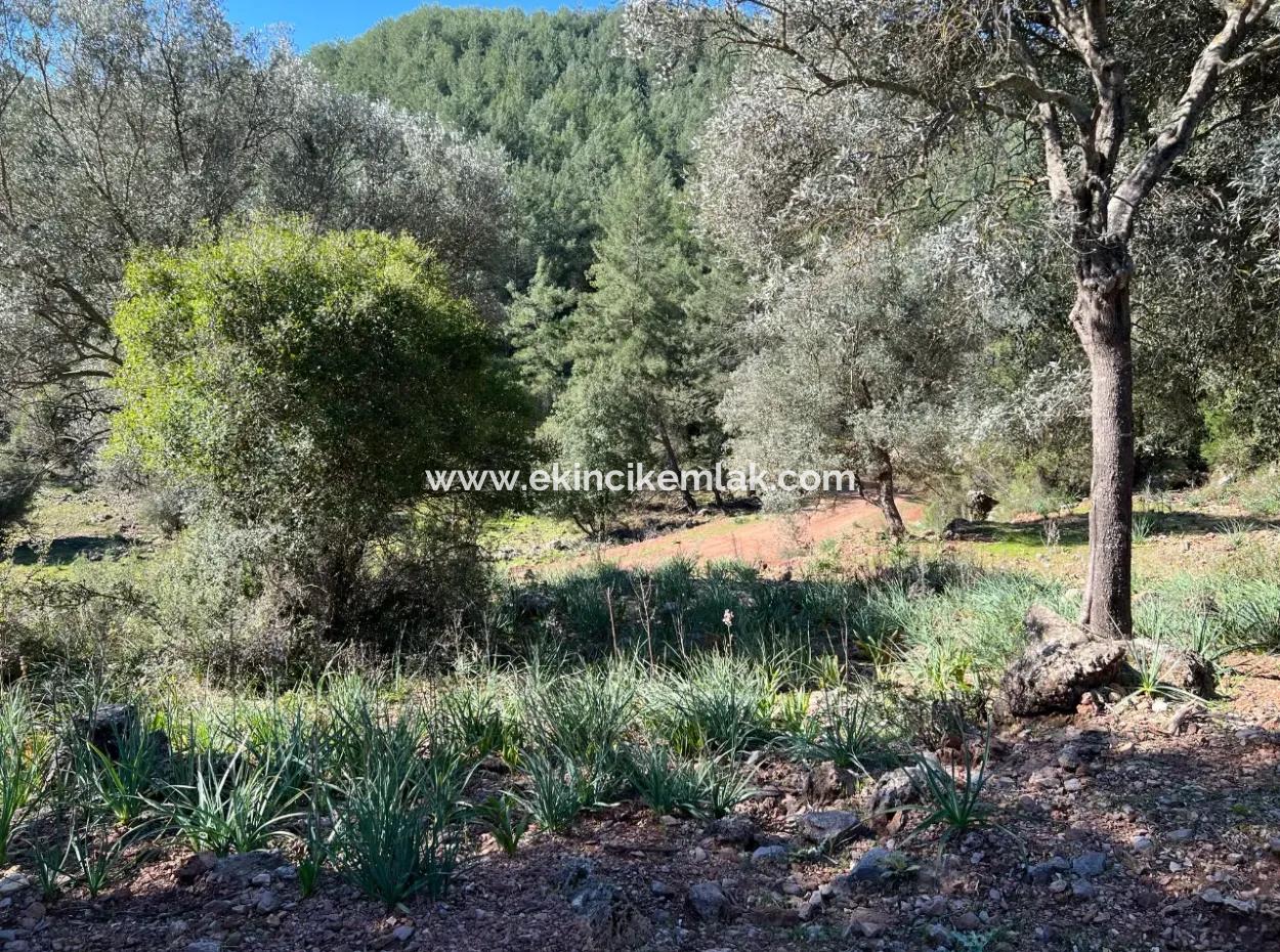 Land For Sale In Nature And Forest In Gökbel