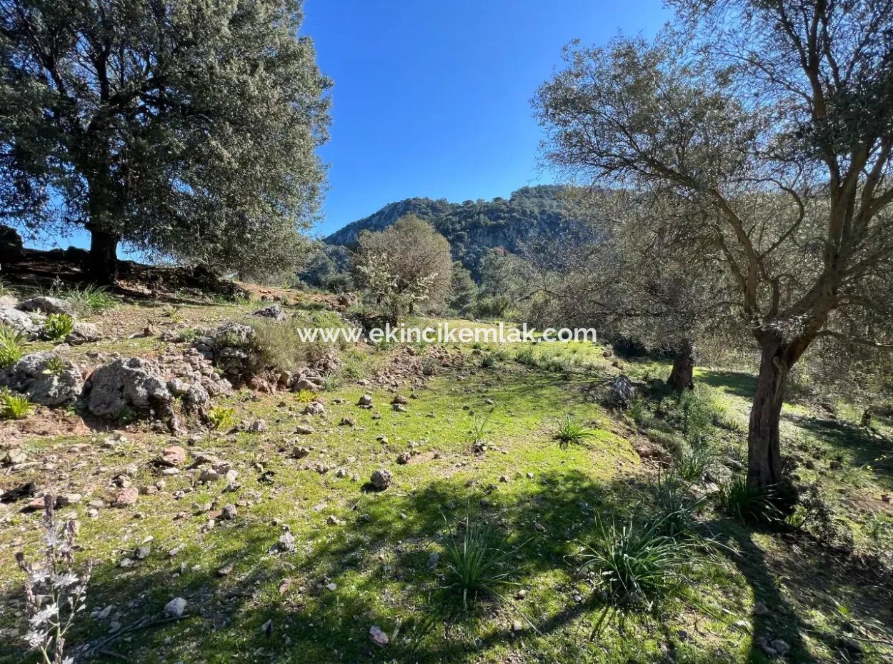 Land For Sale In Nature And Forest In Gökbel