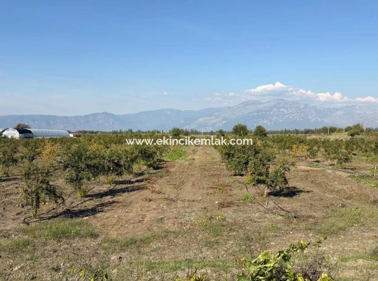 21500M2 Pomegranate Orchard For Sale In Eskiköy