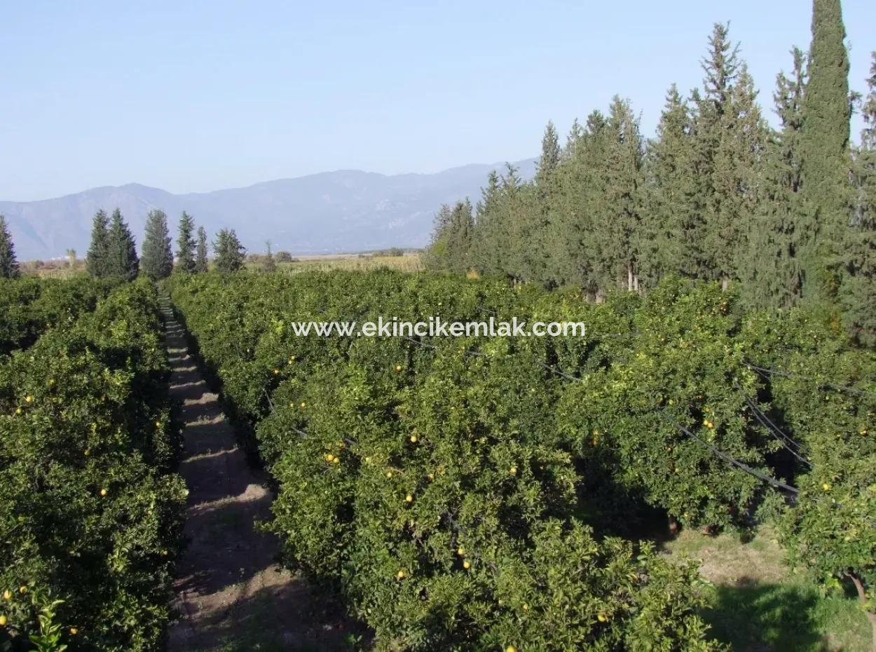 Garden For Sale In Oriya Tepearasi Between The Peak 65,000M2 Orange Garden For Sale