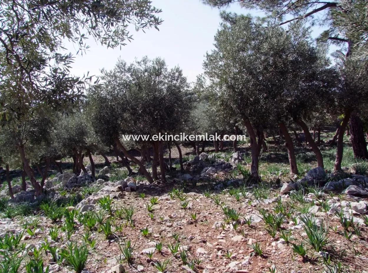 Çandır 5367M2 Farm Land For Sale Sea Views