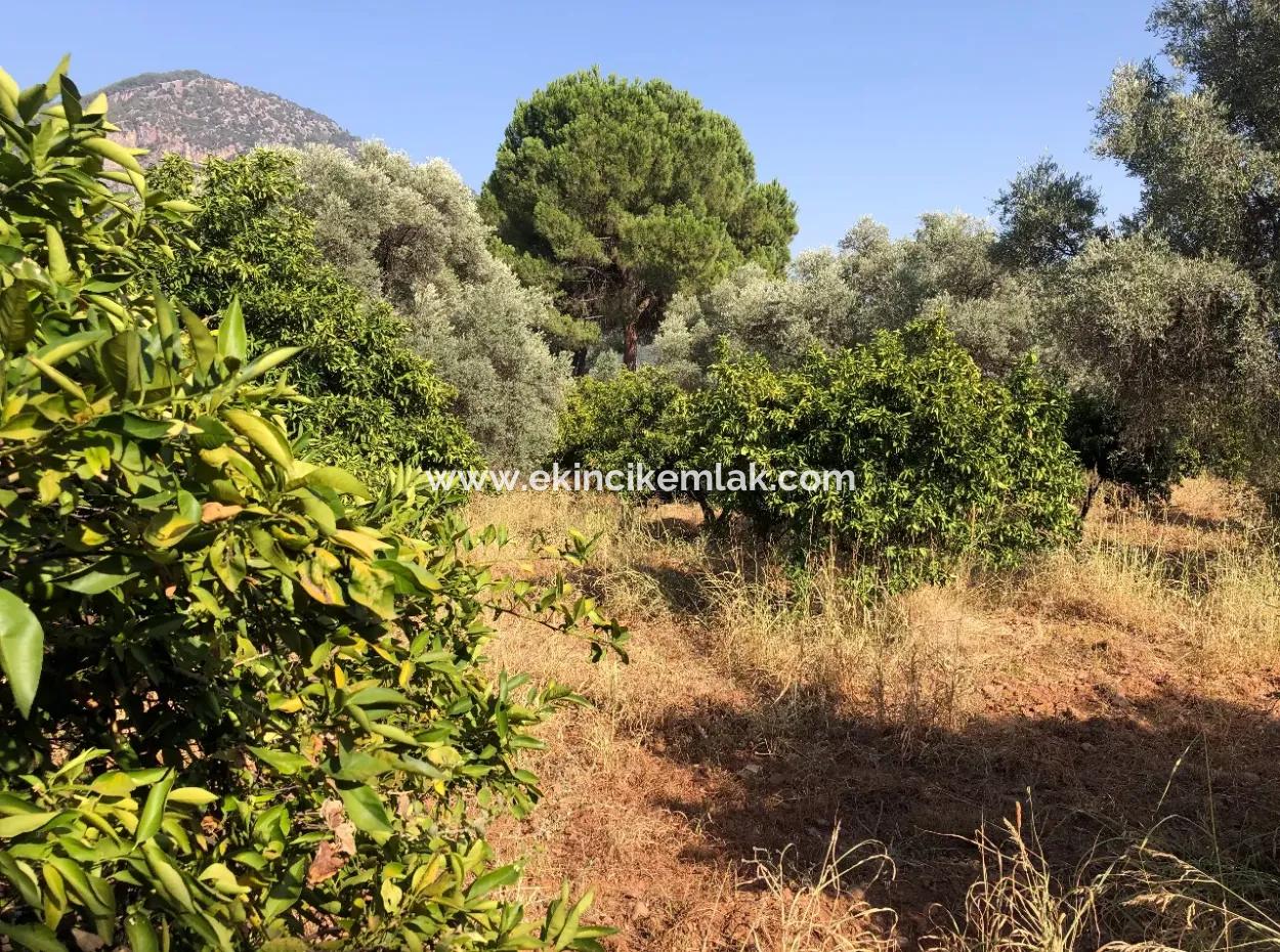 Land Field For Sale In Köyceğinz Yangi 9406M2 Land For Sale