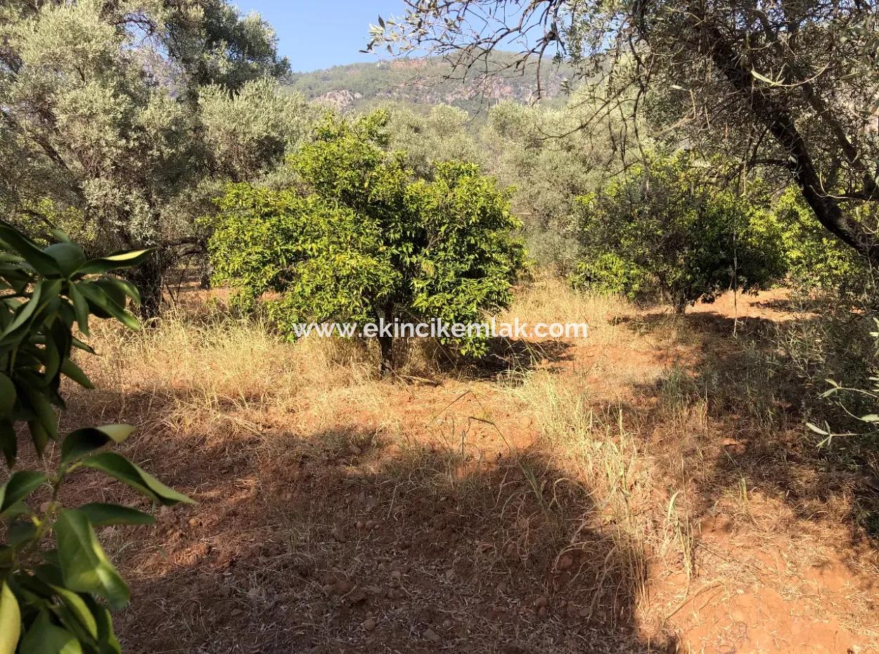 Land Field For Sale In Köyceğinz Yangi 9406M2 Land For Sale