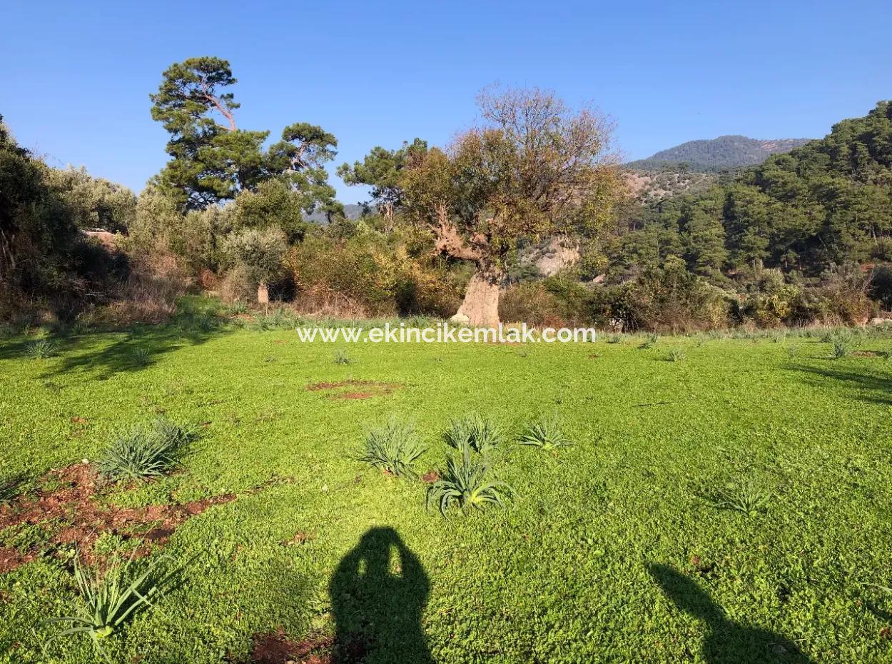Ekincik Land For Sale 10,038M2 Land For Sale Field