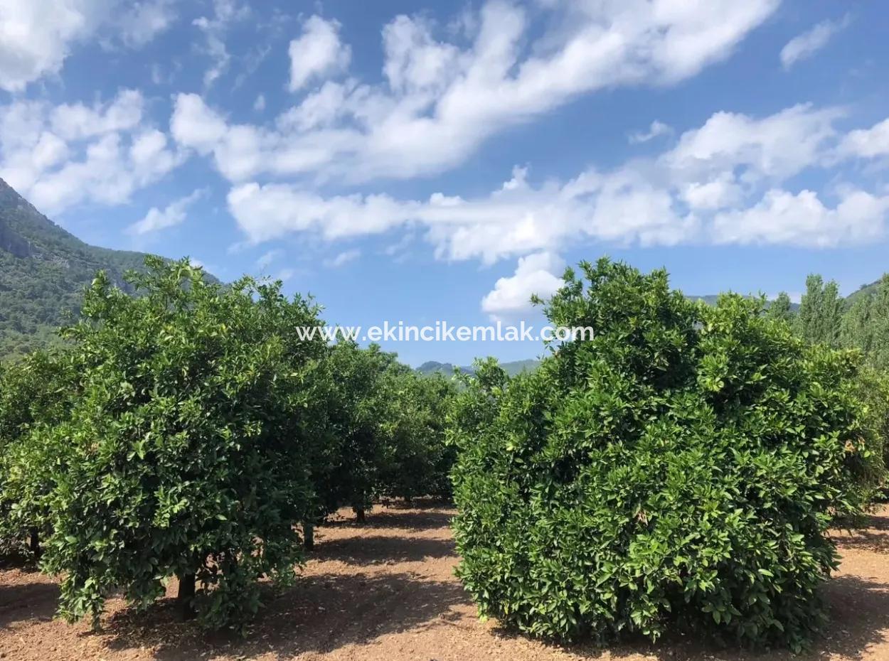 Sultaniye Sultaniye Koycegiz Lake Plot For Sale For Sale In By The Sea