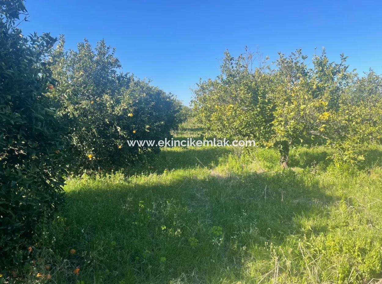 Dalyan Land For Sale 5227M2 Land For Sale