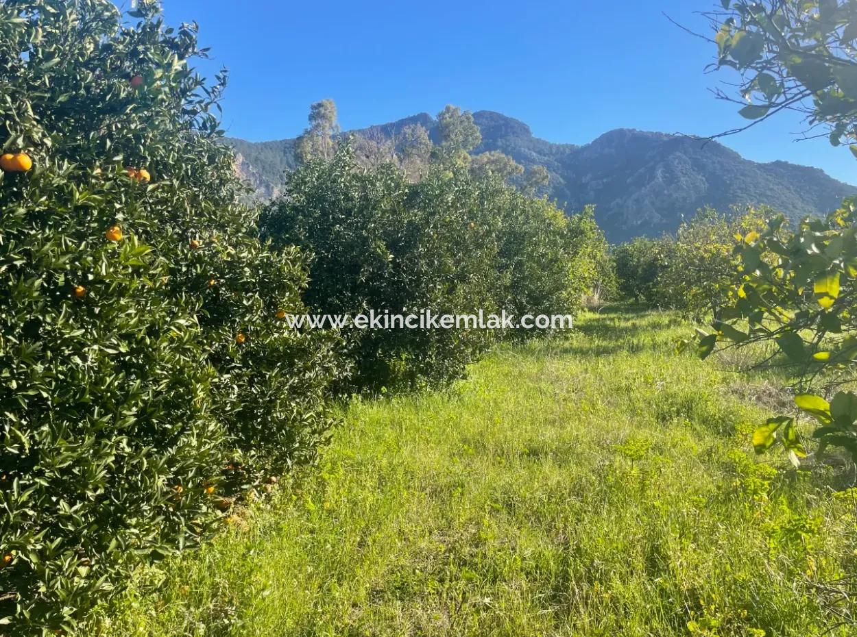 Dalyan Land For Sale 5227M2 Land For Sale