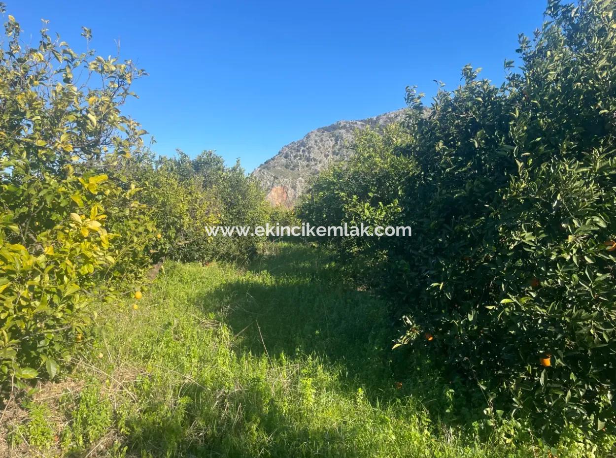 Dalyan Land For Sale 5227M2 Land For Sale