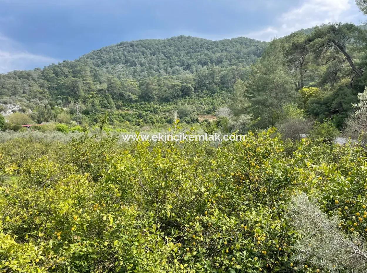 5000M2 Field For Sale At The Beginning Of The Road In Çandır