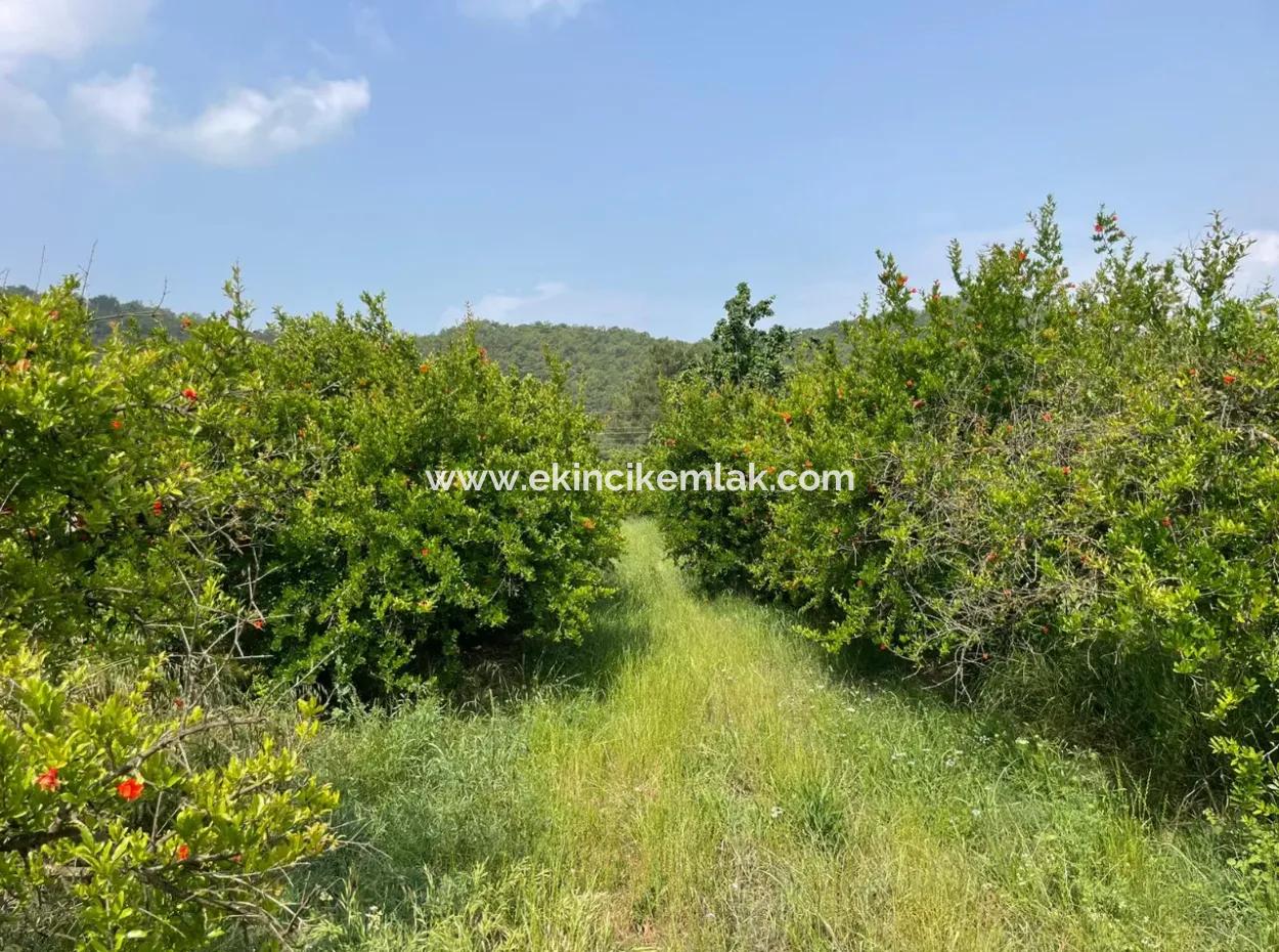 7800M2 Land For Sale At The Beginning Of Iztuzu Beach Road In Gökbel