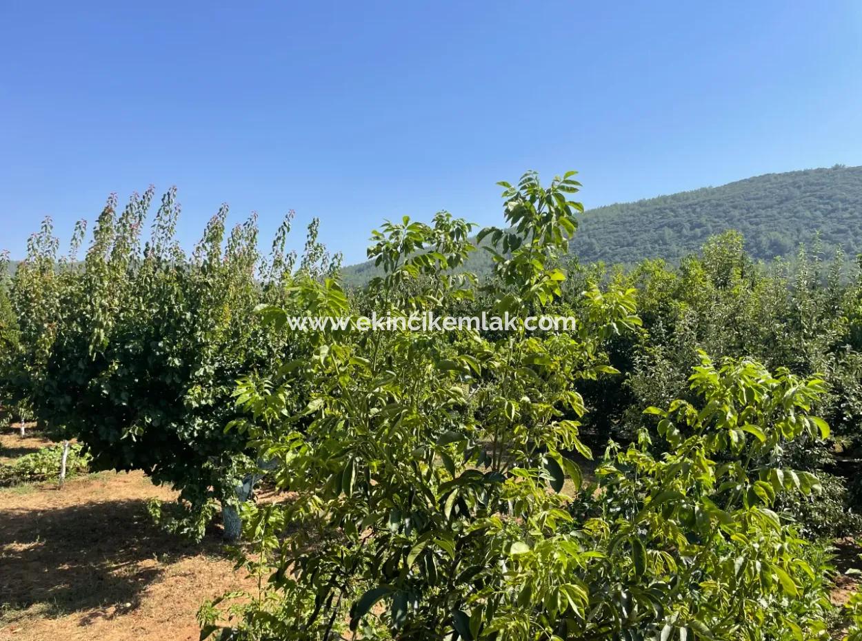 Muğla Ula Köprübaşı Mahallesin In 2378M2 Land In 3 1 Vlla For Sale