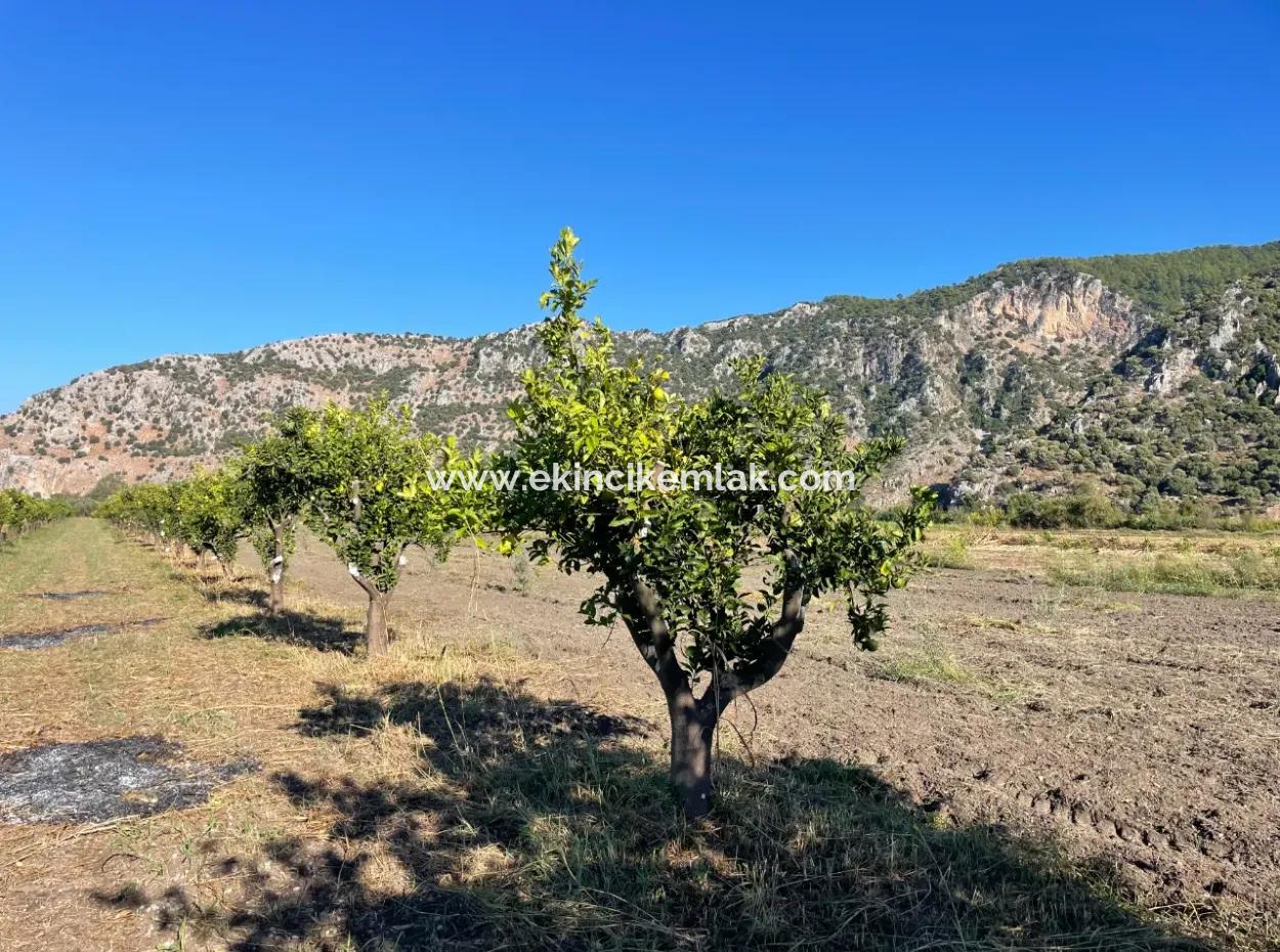 Land For Sale In Dalyan Close To The Center Of 6600M2