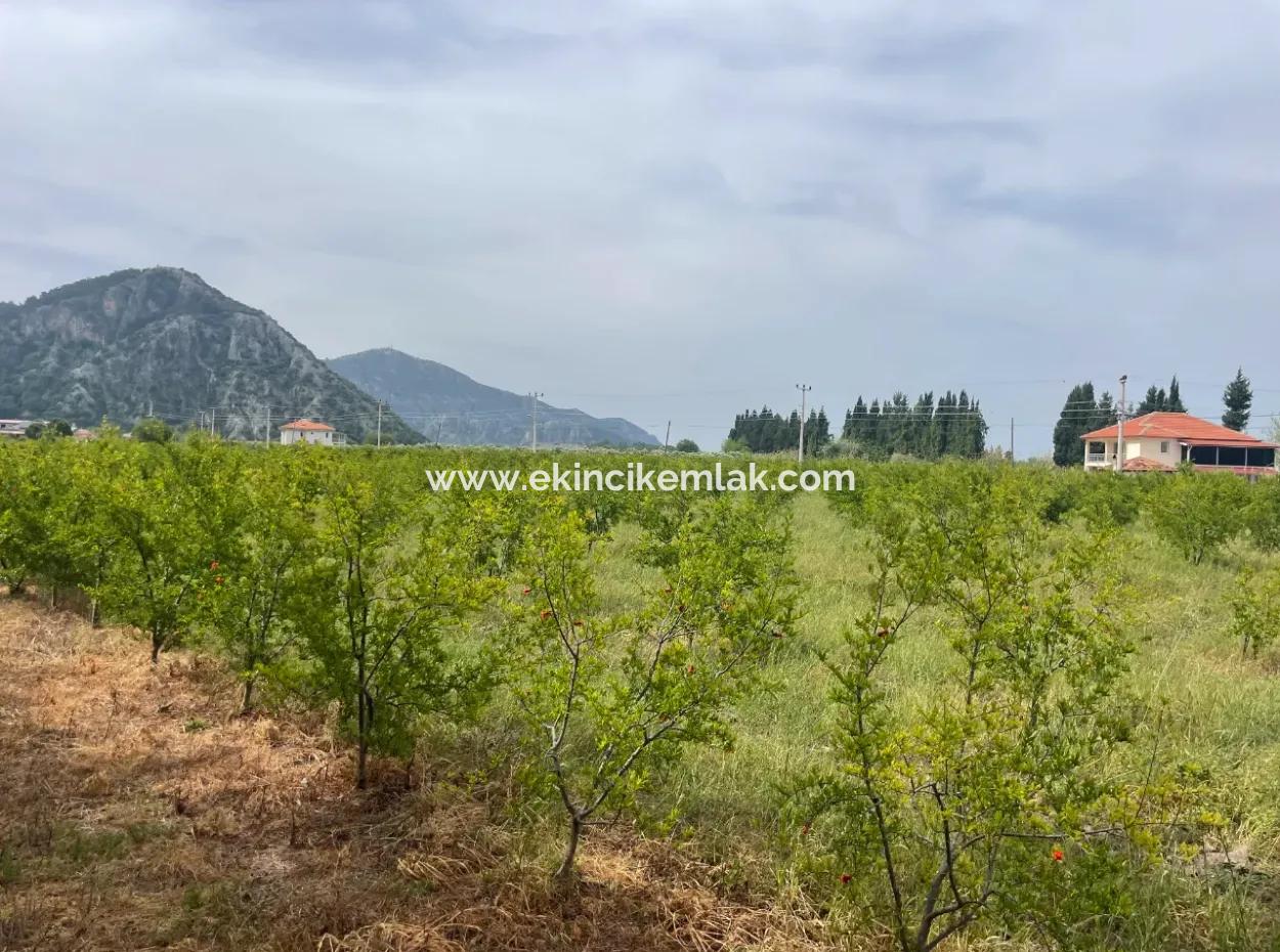 Field For Sale 6500M2 In Dalyan