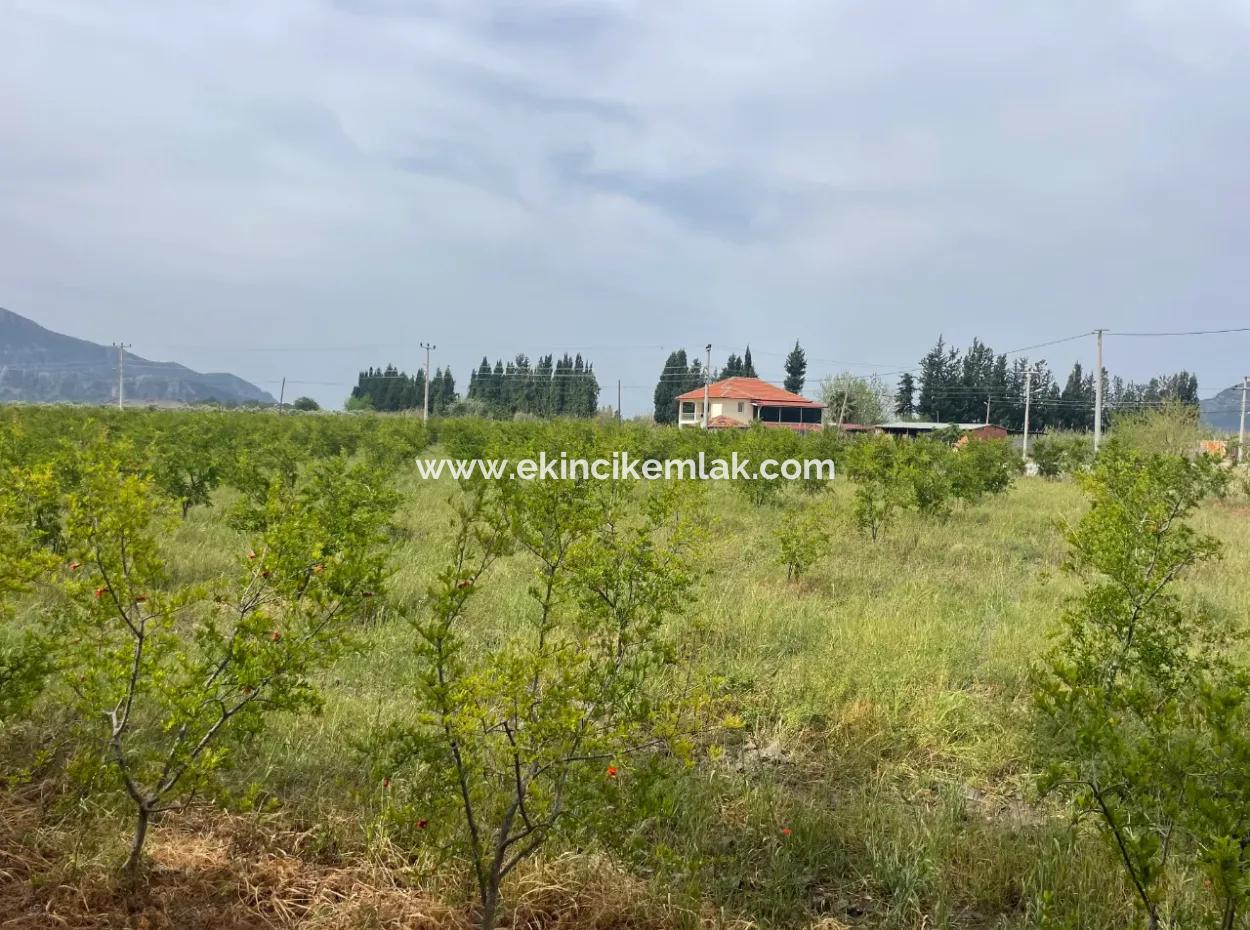 Field For Sale 6500M2 In Dalyan