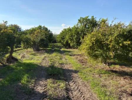 6150M2 Lemon And Pomegranate Garden For Sale In Eskiköy