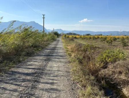 21500M2 Pomegranate Orchard For Sale In Eskiköy